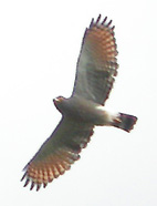 Roadside Hawk © John Muddeman